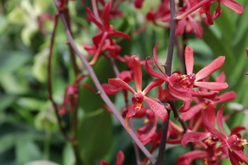 Lena Rowold ,Tropical orchid, Red Orchid Flower