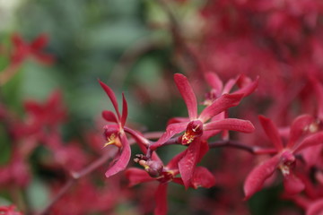 Lena Rowold ,Tropical orchid, Red Orchid Flower