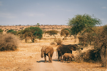 african elephants in tanzania on safari