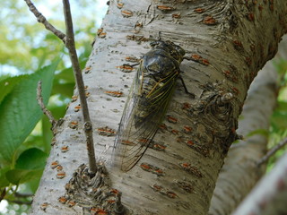 木に留まるクマゼミ