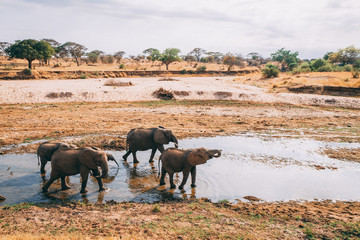 african elephants in tanzania on safari