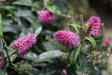 Blooming Pink Flowers in the garden, Pride of Madeira