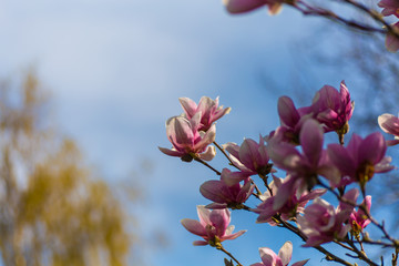 Magnolia