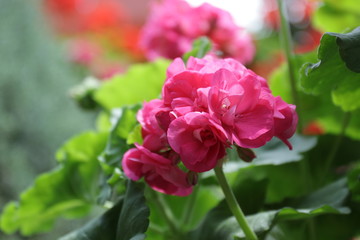 Close up Pink Geranium flower in Spring