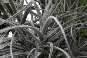 Close up the Green Succulent