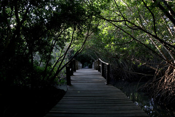 bridge on mangrove forest