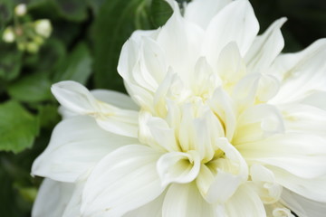 Fototapeta na wymiar Close up Blooming White Dahlia Flower