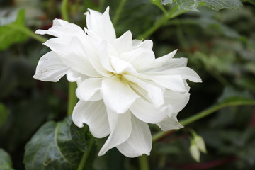 Obraz na płótnie Canvas Close up Blooming White Dahlia Flower