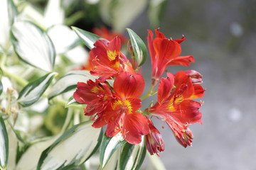 Obraz premium Alstroemeria, commonly called the Peruvian lily or lily of the Incas