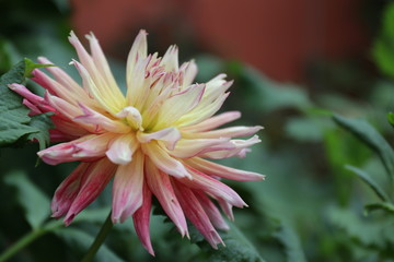 Close up Orange Dahlia Flower