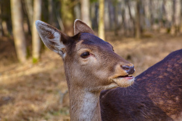 Young fawn in the pasture, close up.
