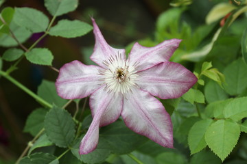 Close up Pink Clematis Flower in the Garden