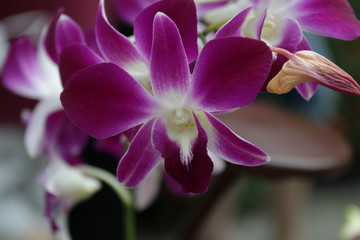Close up Single Purple Orchid