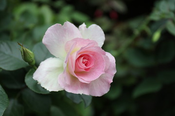 Close up Pink Rose
