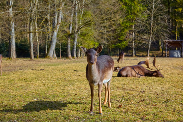 Young curious deer fawn in the forest.