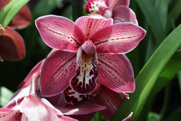 Close up Cymbidium Orchid Plant, 