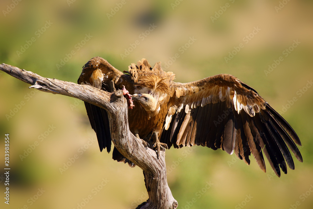 Poster The griffon vulture (Gyps fulvus) sitting on the branch with colorful background. Vulture with mountains in the background.Big vulture with spread wings and rest of eagle prey.