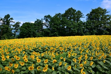 明野のひまわり畑