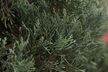 Close up Pine tree leaves