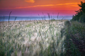 Landscape Of Green Wheat Field Under Scenic Summer Colorful Dramatic Sky In Sunset Dawn Sunrise. Skyline. Copyspace On Clear Sky