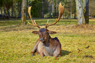 Imposing deer basks in the forest clearing.(fallow deer)