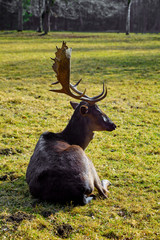 Imposing deer basks in the forest clearing.(fallow deer)