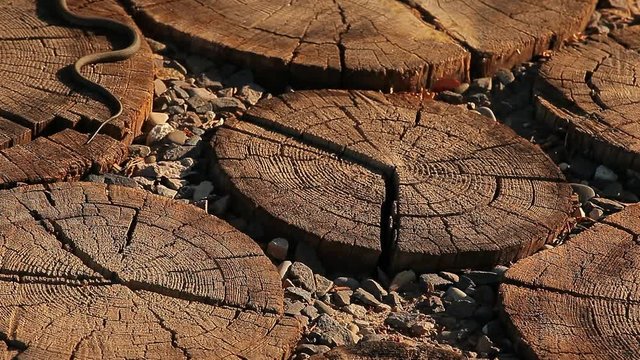 wild snake wooden stub background 