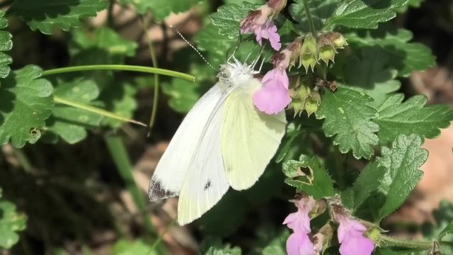 farfalla, pieris napi