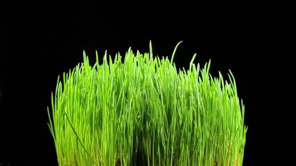 Sprouts of grass closeup. Flora. Agriculture