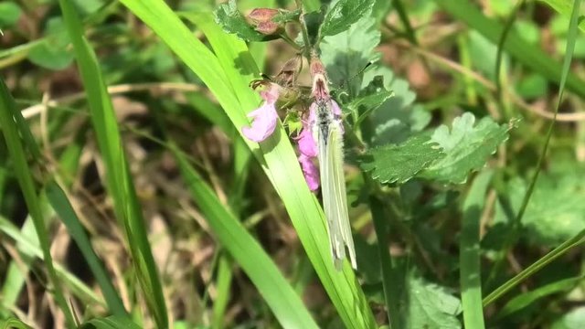 farfalla, pieris napi