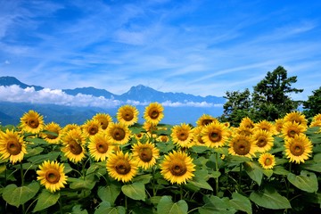 明野のひまわり畑