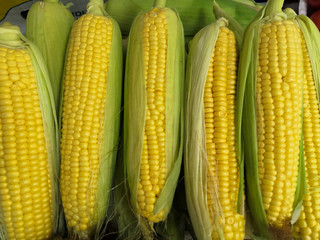 Yellow corn delicious juicy fresh fruit background