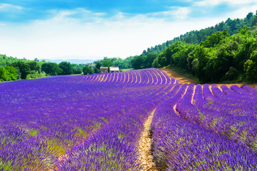 Lavender fields near Valensole, Provence, France. Beautiful summer landscape