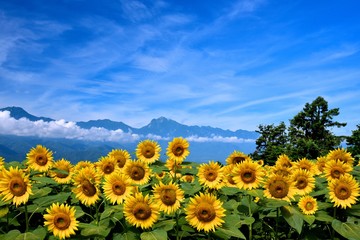 Obraz premium 明野のひまわり畑