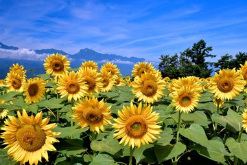 明野のひまわり畑