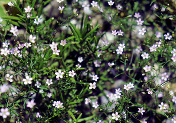 Small blooming wild field flowers on the rural meadow in the weeds.