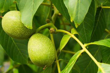 Walnut tree in summer. Farming, agriculture. Green farm.