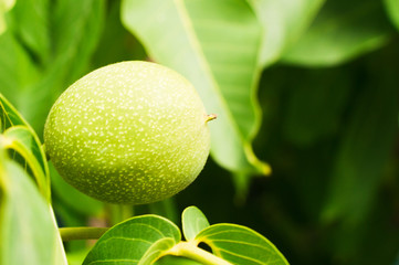 Walnut tree - Healthy food organic. Agriculture harvest.