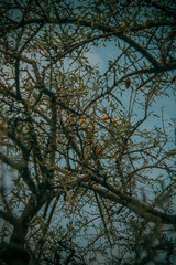 silhouette of tree with blue sky in background
