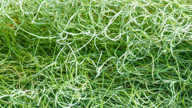 tillandsia