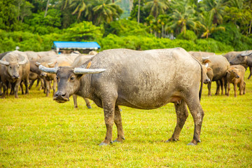 Obraz premium Herd of buffalo, original ecological stocking animals on Hainan, China