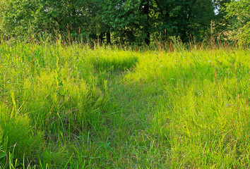 Obraz premium Path through meadow of wild flowers in sunny day. Summer background high green grass grows on a walkway on the field leading to the forest