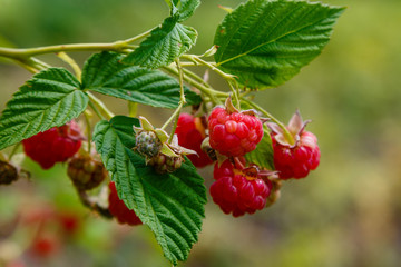 Raspberries on the raspberry Bush in natural background. Growing raspberries in the garden