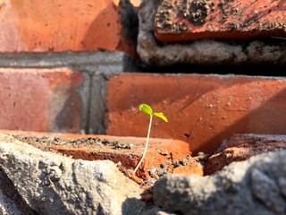 Force of nature. Fragile plant winner is stone