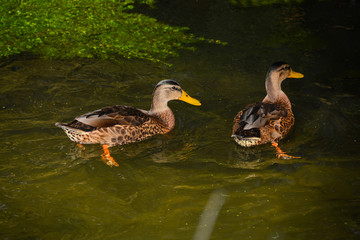 Canard