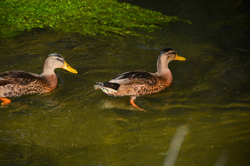 Canard