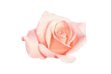 Pink rose on a white background, isolate flower to decorate.