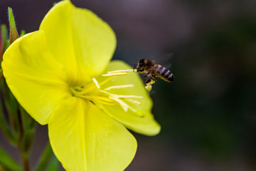 Bees gather nectar on the flowers the evening primrose. Evening, night candle (lat. Oenothera) is a genus of plants of the Cypress family (Onagraceae)