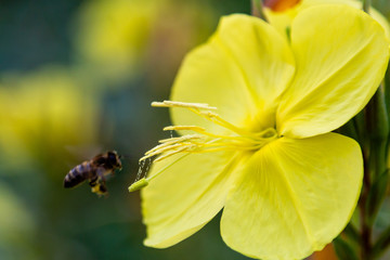 Bees gather nectar on the flowers the evening primrose. Evening, night candle (lat. Oenothera) is a genus of plants of the Cypress family (Onagraceae)