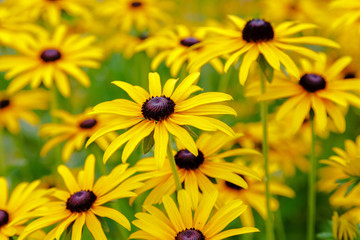 Black eyed susan- rudbeckia flowers